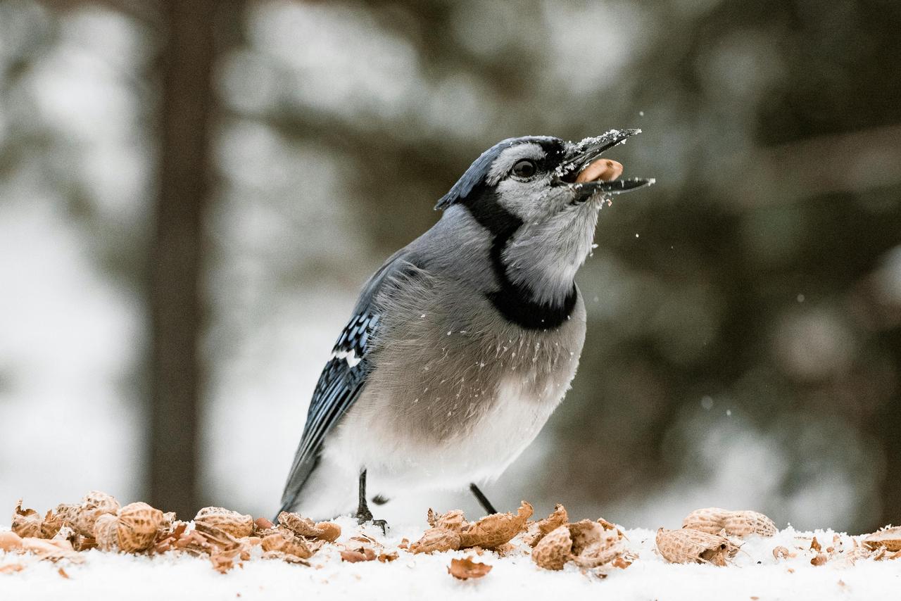 How to Help Birds Survive This Severe Winter