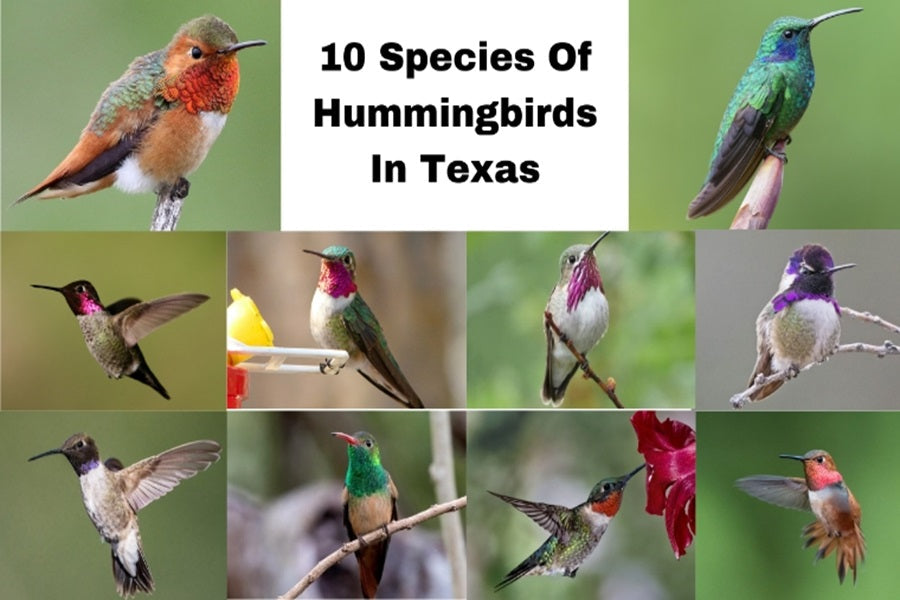 10 Hummingbirds in Texas: Common Species vs. Rare Vagrants