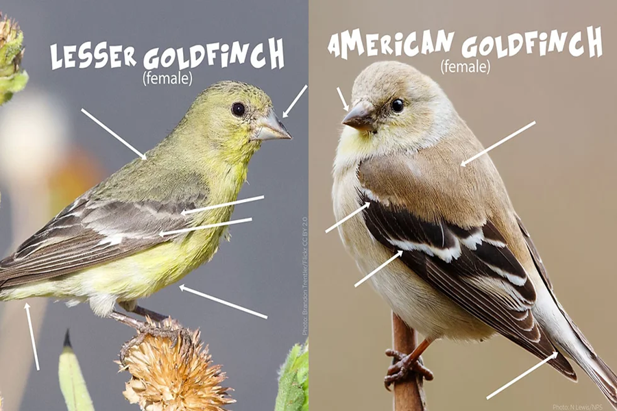 Lesser Goldfinch Vs American Goldfinch: Which is More Vibrant?
