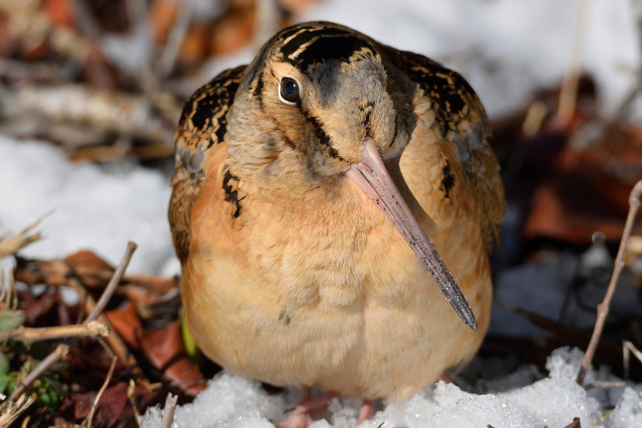 What is the Slowest Flying Bird? Discover Nature’s Slowpoke