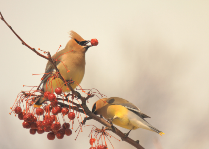 How to Identify & Attract Cedar Waxwings | Full Guide