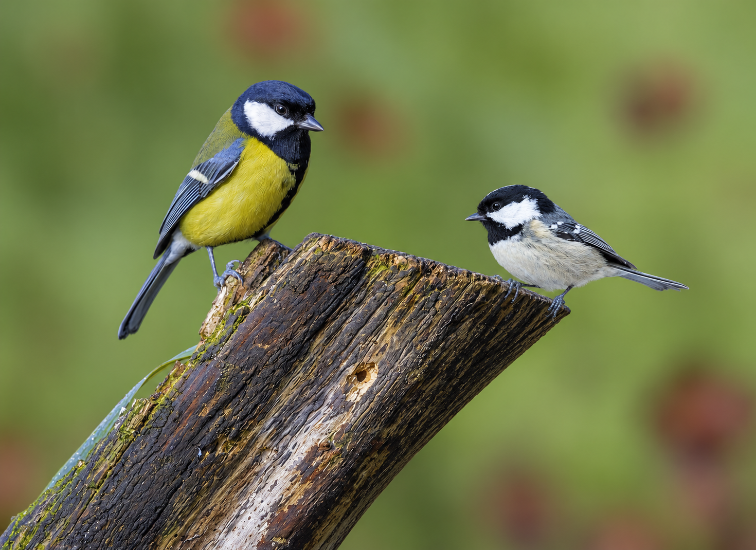 How to Attract Chickadees and Titmice to Your Backyard