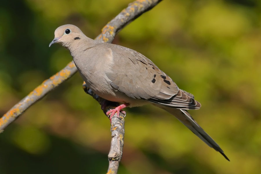 Mourning Dove Nests: Habits, Locations, Seasons & Parenting Explained