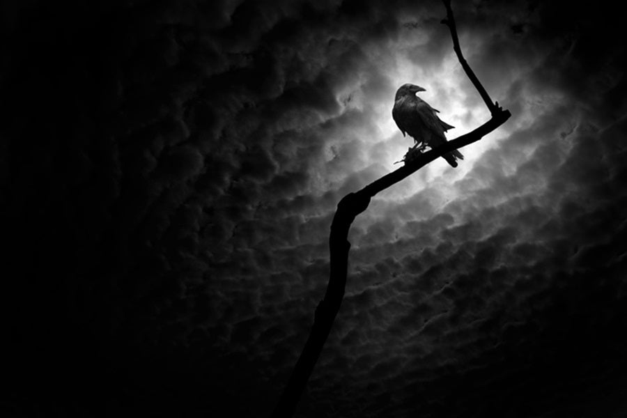 halloween crows