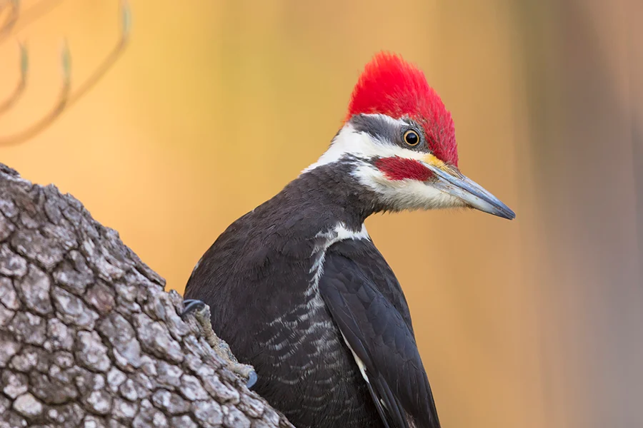 Pileated Woodpecker Symbolism: What It Really Means to See One