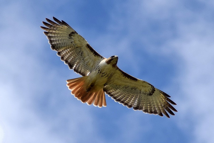 What Hawks Eat: A Practical Guide to North America’s Common Raptors