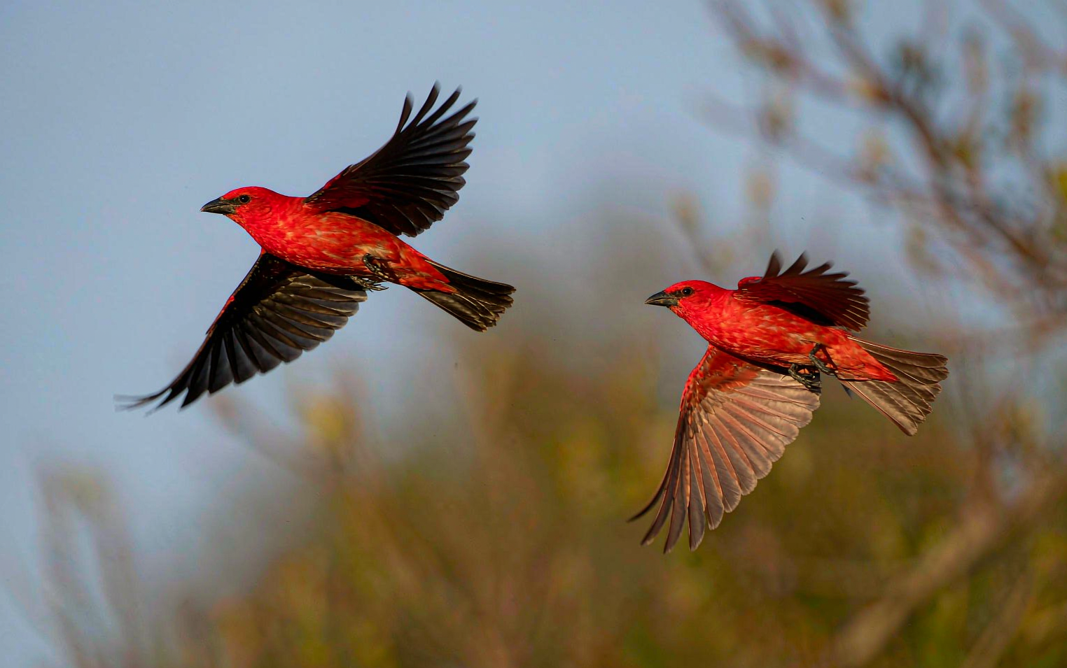 Scarlet Tanager vs Summer Tanager: Complete Identification Guide