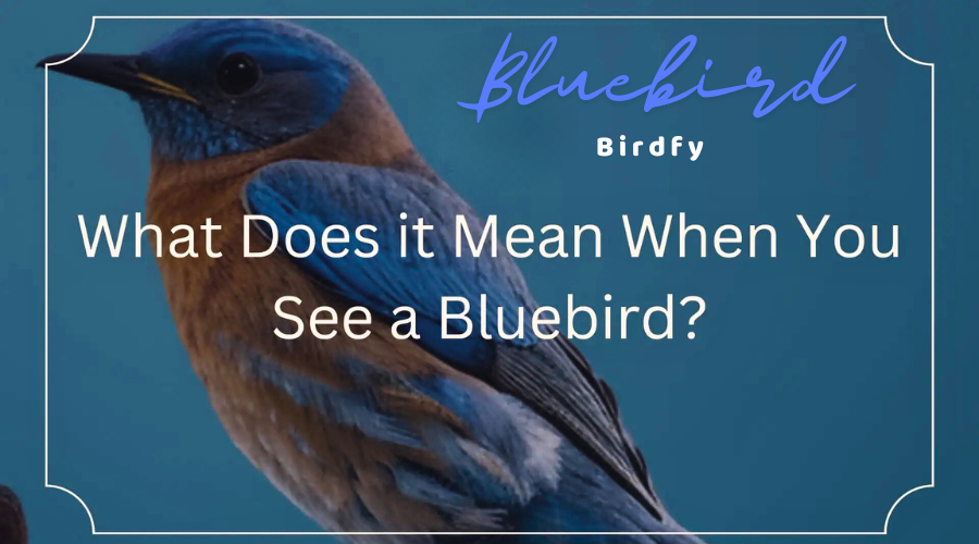 What Does It Mean of You Like Watching Birds: Surprising Insights Revealed