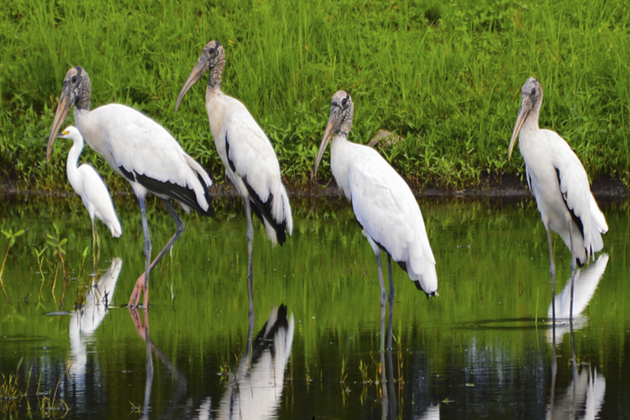 A Comprehensive Guide About Wood Stork – Birdfy