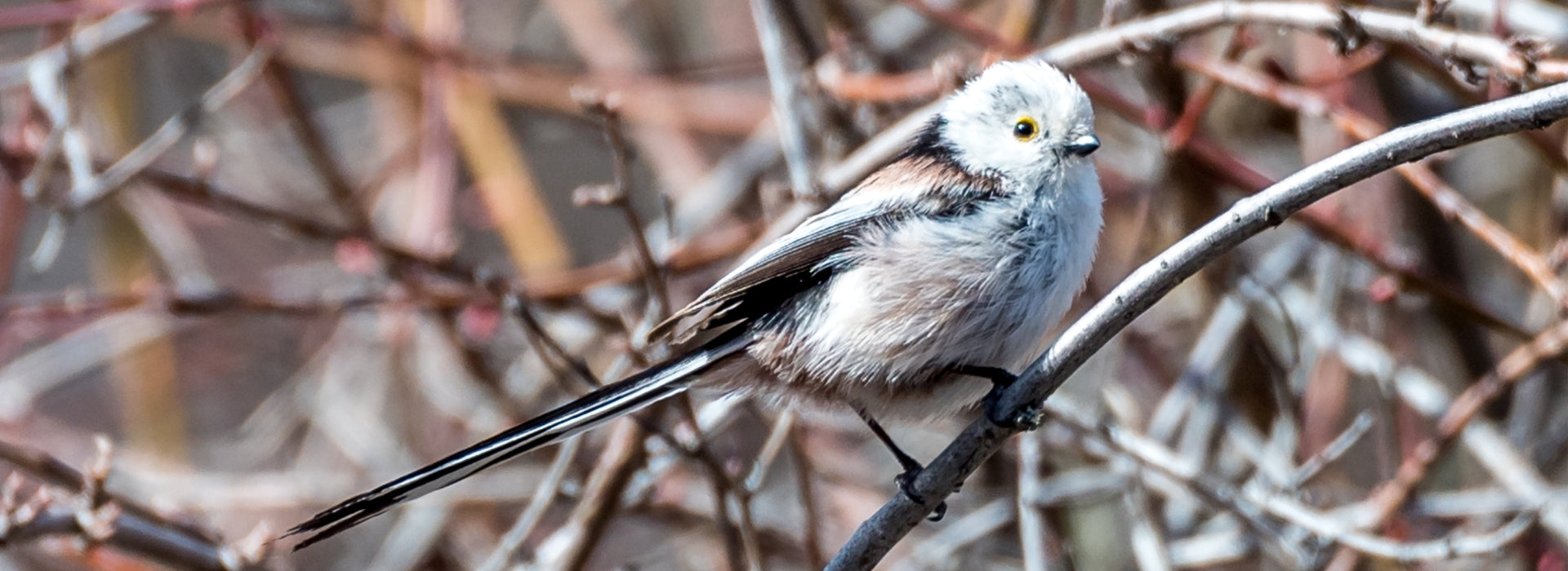 What Are The Smallest Birds In The World
