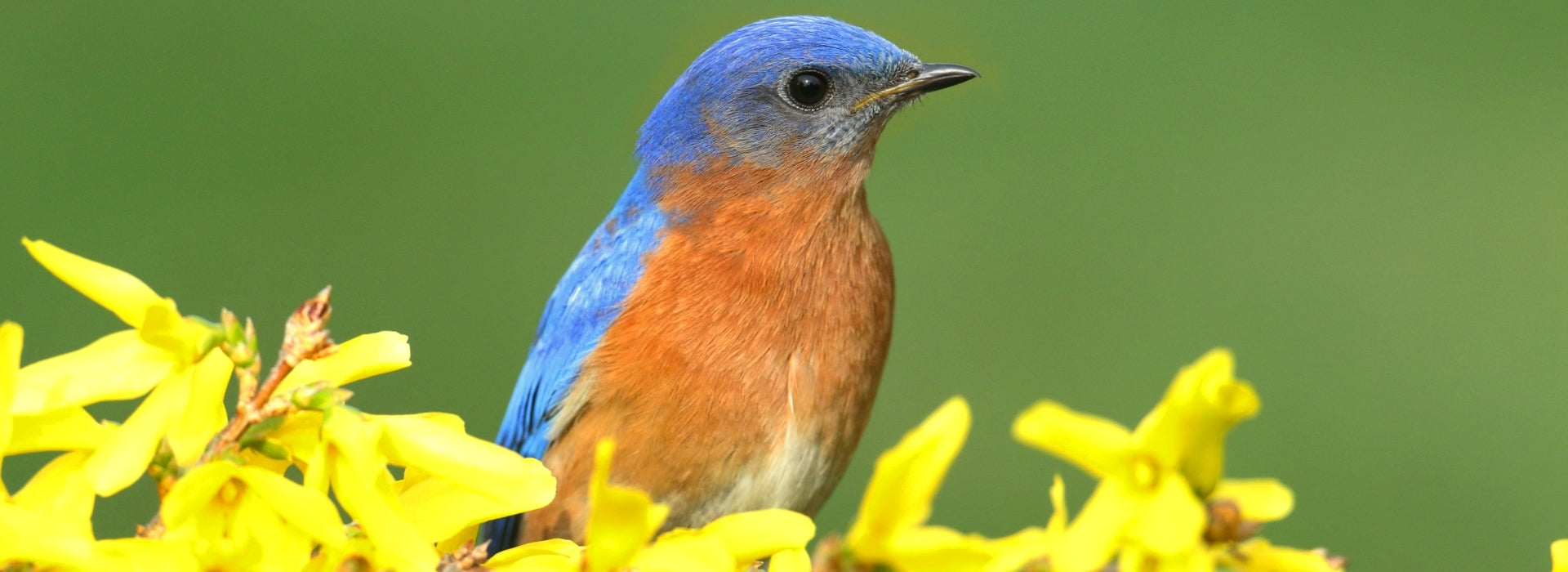 Introduction to New York Birds – Birdfy