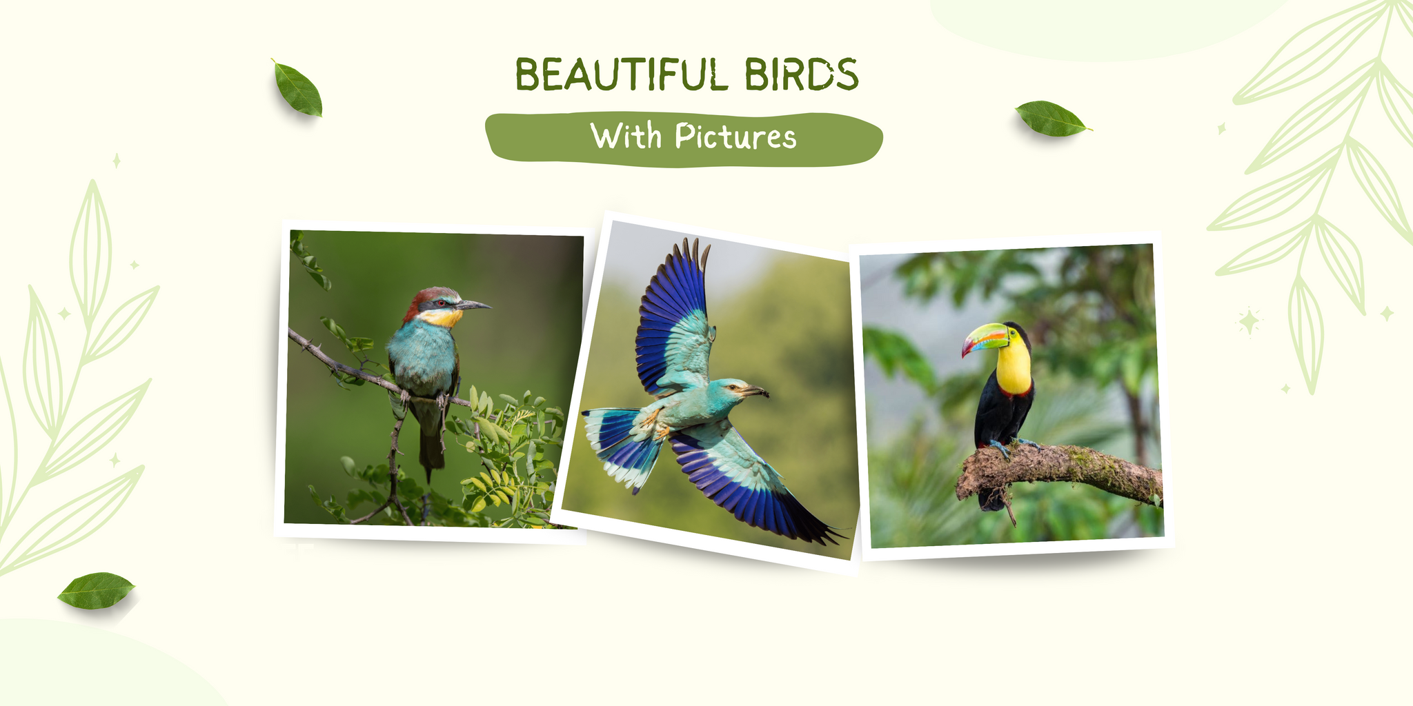 beautiful birds