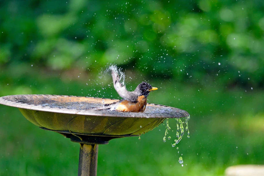 best place to put bird bath