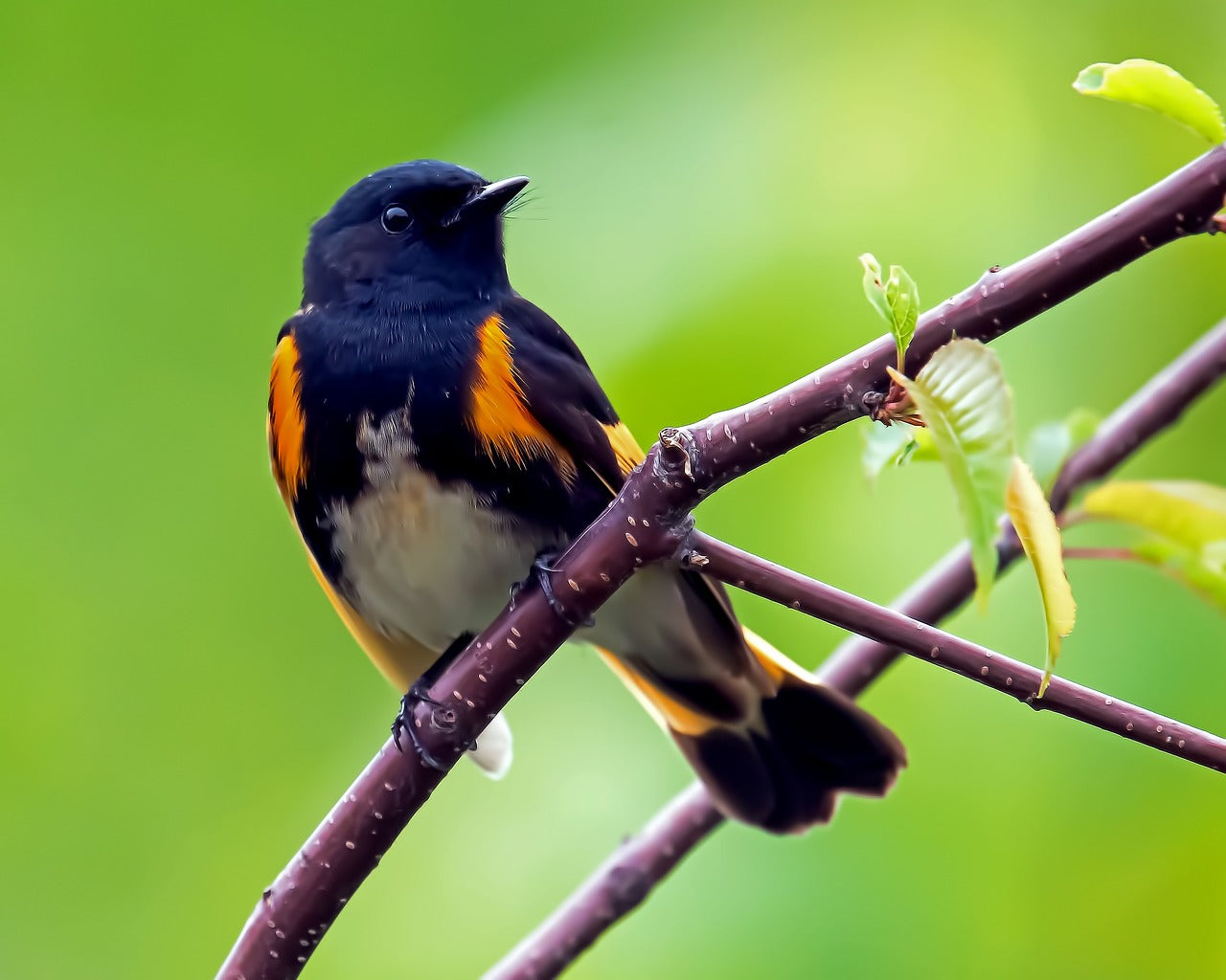 12 Stunning Orange Birds You Can Spot in Your Backyard (ID Guide)