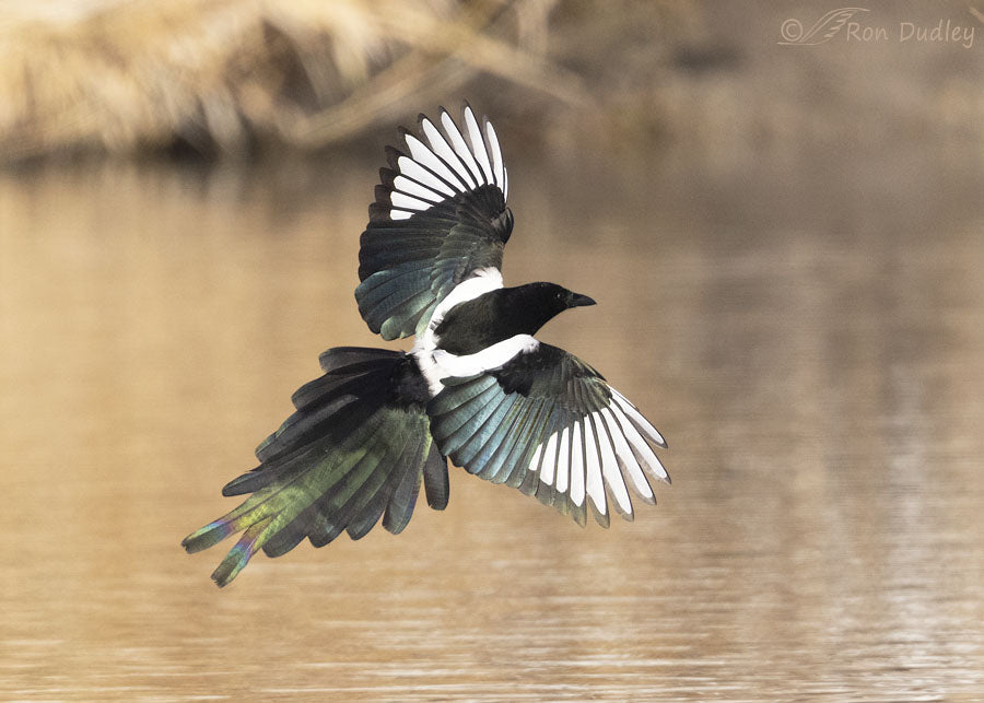 Magpie Spiritual Meaning: Omens, Dreams & Cultural Symbolism