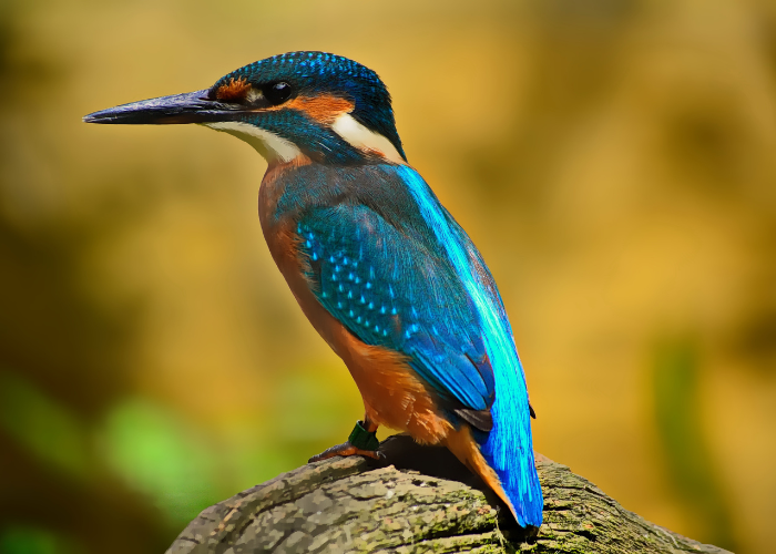 Blue Bird with Orange Chest: Identification Guide to US Species
