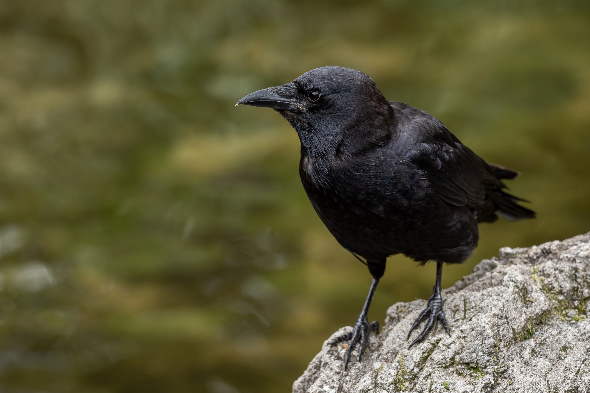Crow Spiritual Meaning: What It Really Means When You See a Crow