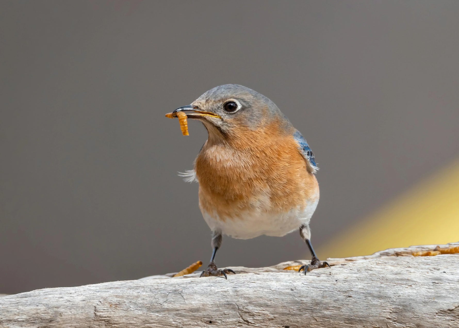 mealworms for birds