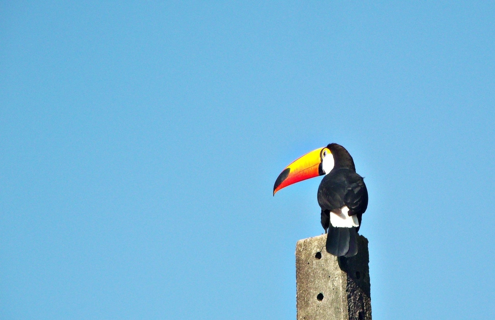 6 Stunning Birds with Vibrant Orange Beaks: Nature’s Colorful Wonders