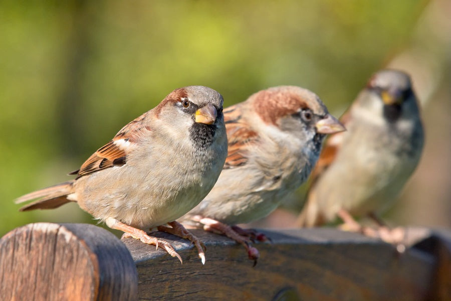 How to Keep Sparrows Away from Bird Feeders