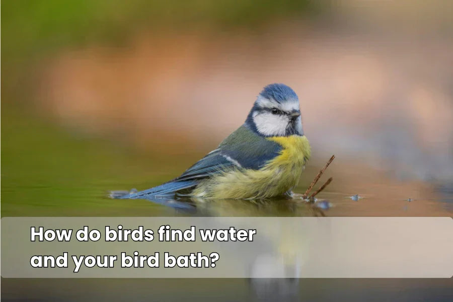 how do birds find water