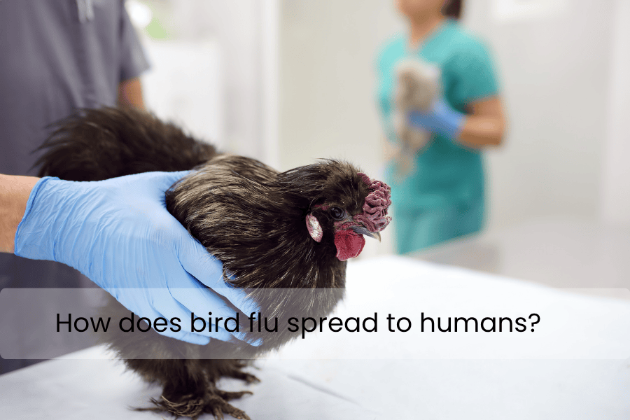 How does bird flu spread to humans?