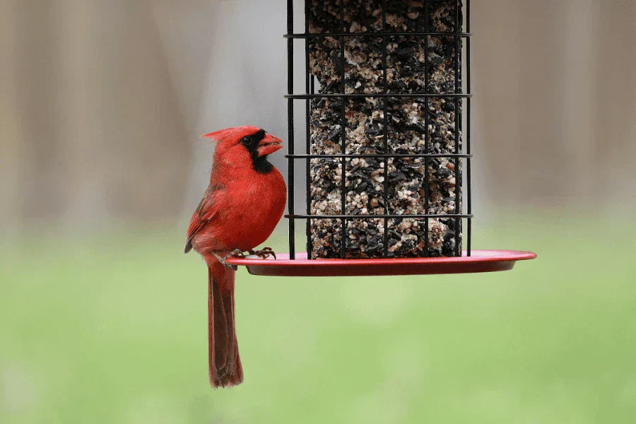 how to attract northern cardinals