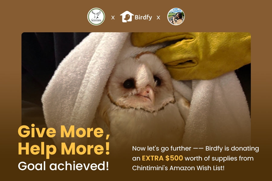 A Lifeline for a Wounded Owl: 3,000 Voices Unite to Heal a Broken Wing