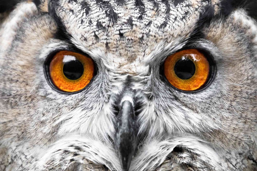 How Bird Eyes Work: Unveiling Nature's Visual Mastery