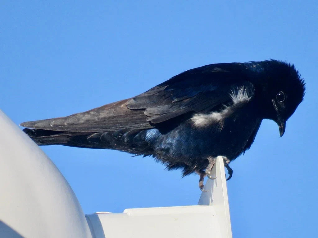 Purple Martin Photo Credit Matt Young