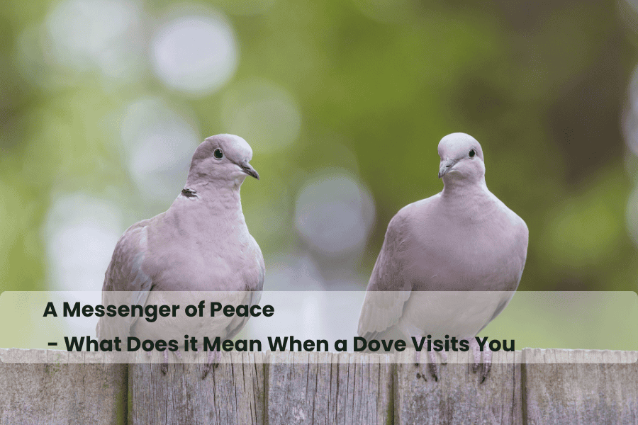 what does it mean when a dove visits you