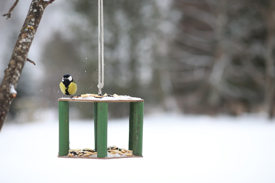 what to feed birds in winter from the kitchen