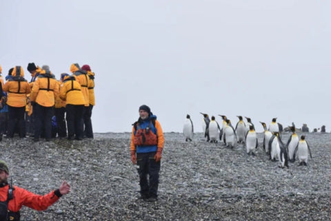 On A Penguin Quest For All 18 Species!