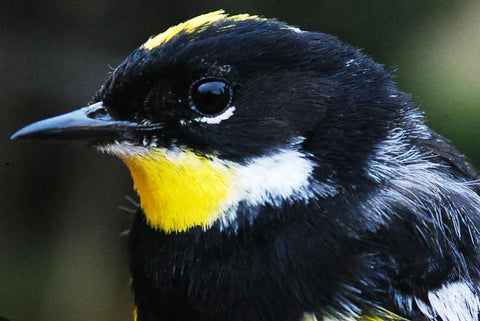 Top 5 Guatemala Birds