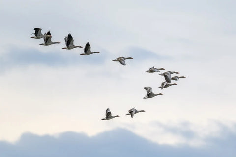 Spring Migration