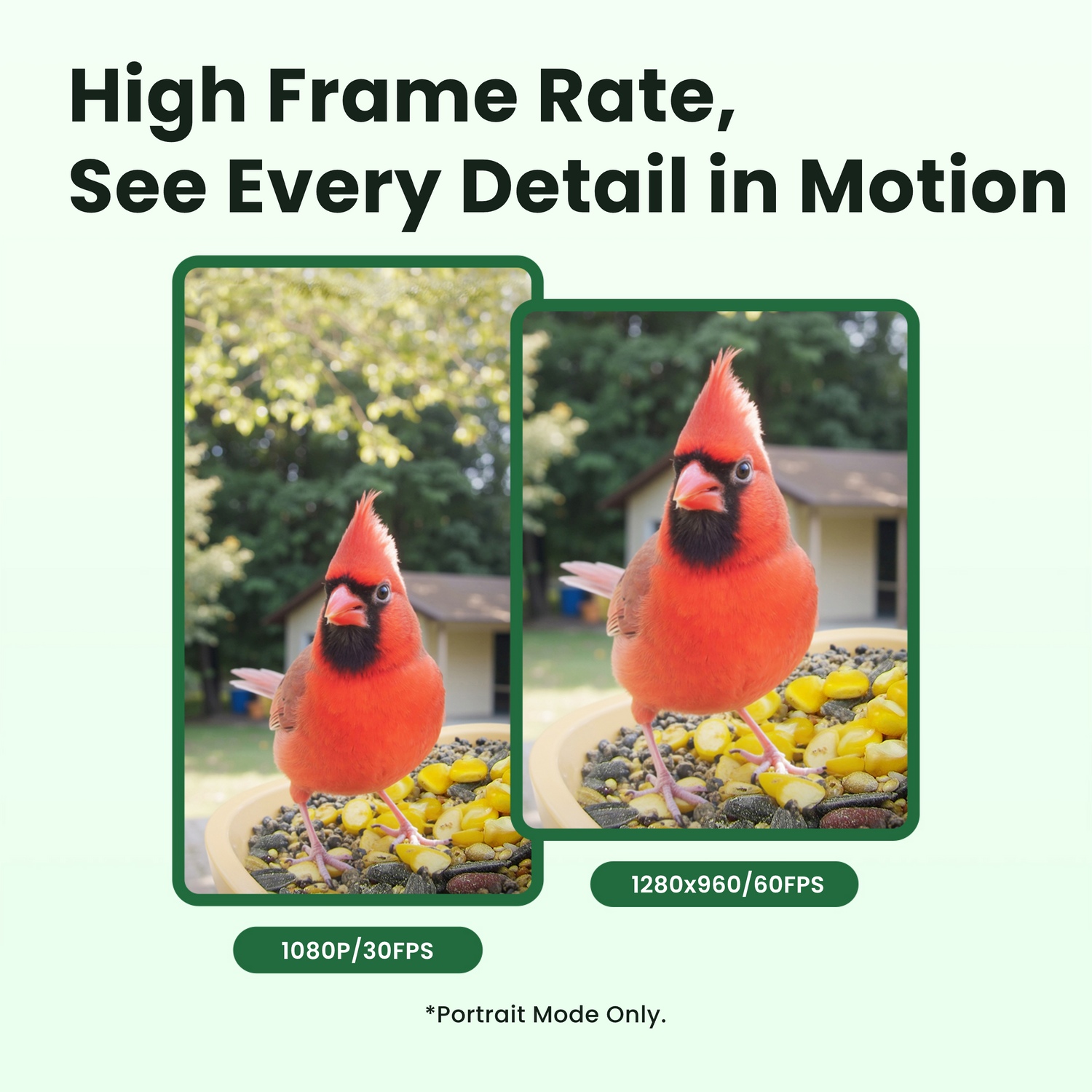 Birdfy Feeder Rookie - Beginner-Friendly Smart Bird Feeder