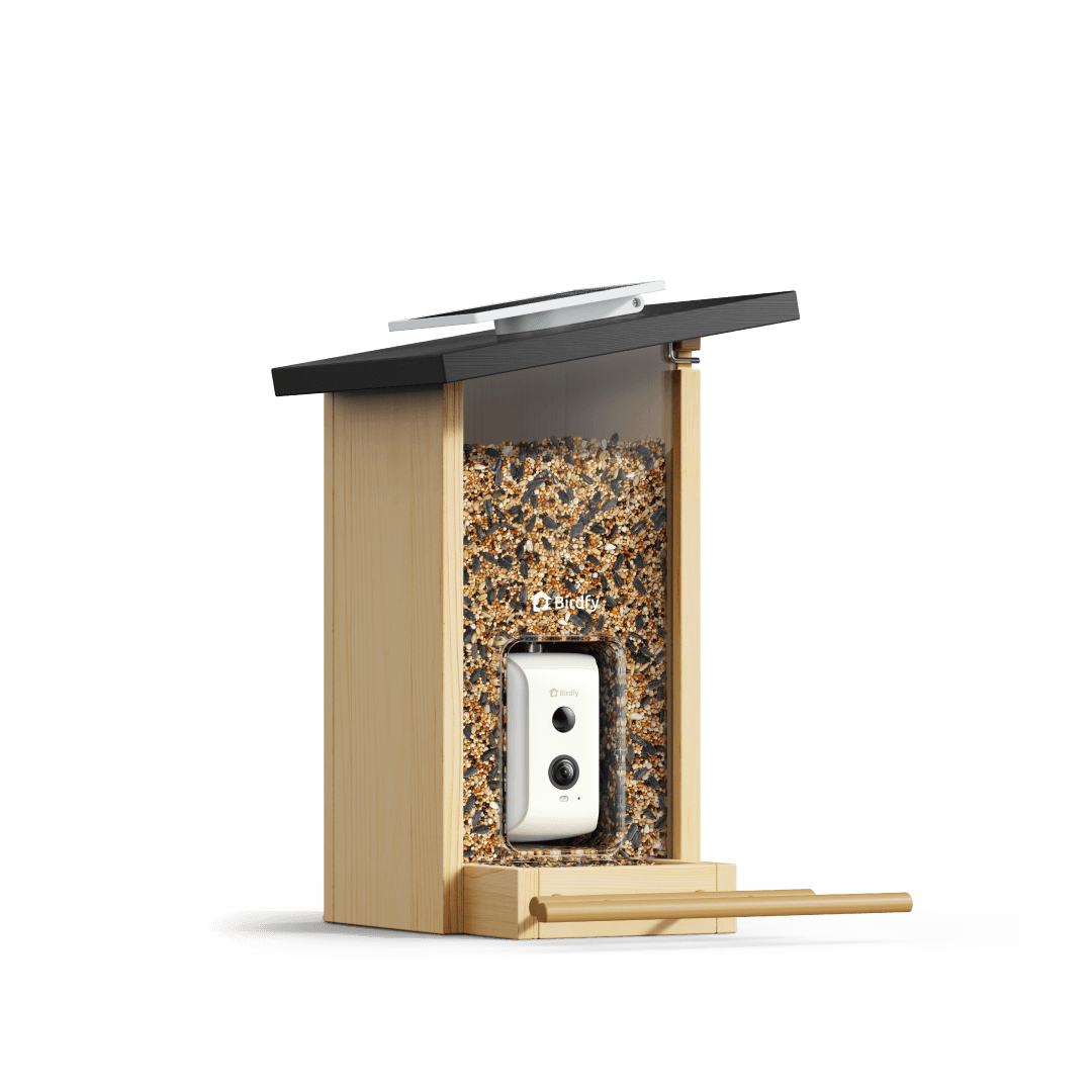 Birdfy Feeder Ebony - Wooden Smart Bird Feeder