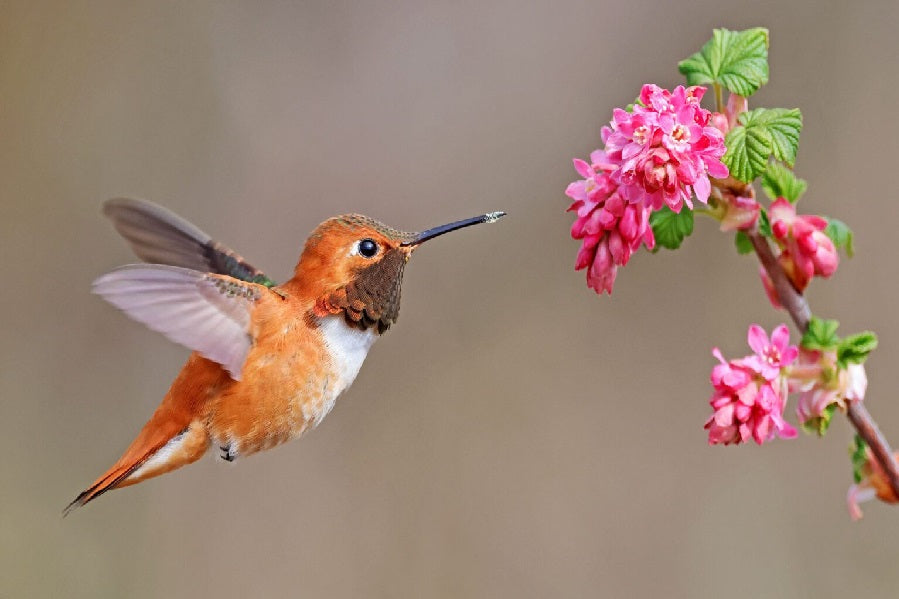 When to Stop Feeding Hummingbirds: A Practical Guide by Region