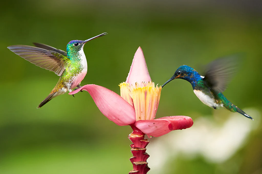 What Temperature Do Hummingbirds Prefer? Climate, Seasons & Survival