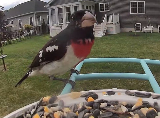 Bird introduction-Rose-breasted grosbeak