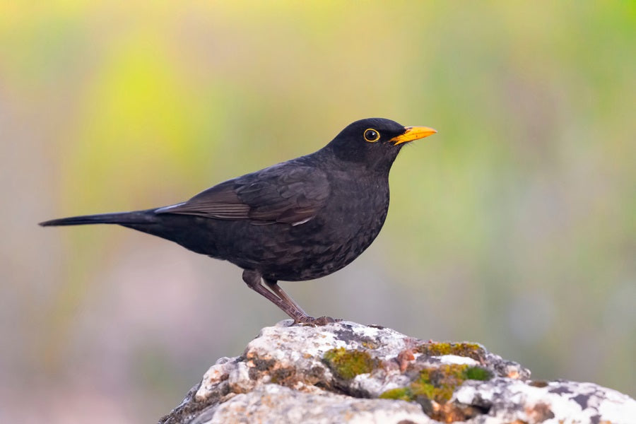 black bird with yellow beak