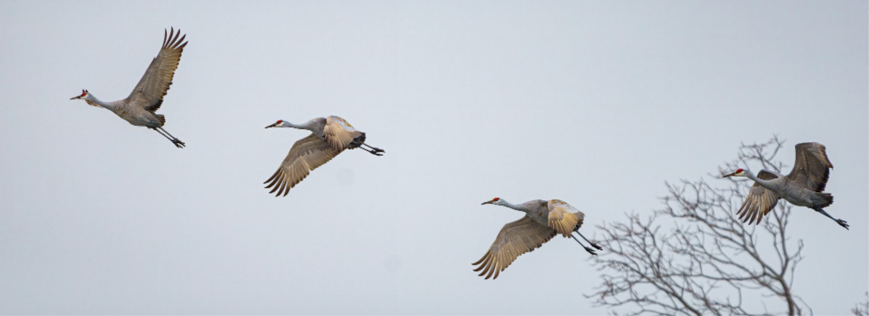 BIRD MIRGATION