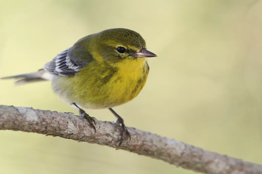 Yellow Warbler vs Pine Warbler vs Goldfinch: ID Guide