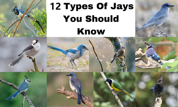 10 types of jays