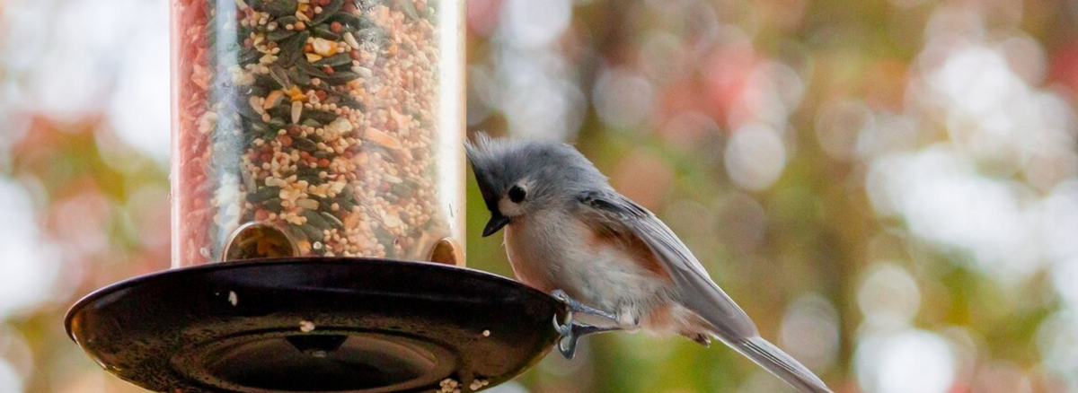 how to clean bird feeder