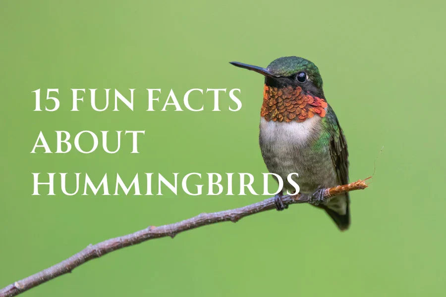 Fun Facts about Hummingbirds