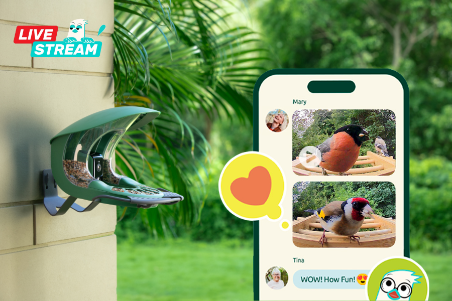 Birdfy Launches Four Revolutionary Software Features for Enhanced Backyard Birdwatching Experience
