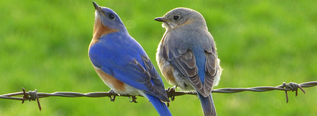 Male and Female Bluebirds