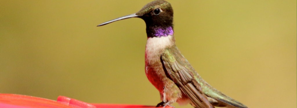 chinned Hummingbird
