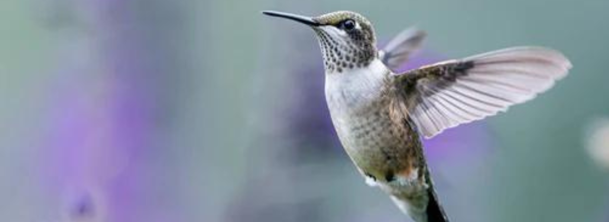 HummingBird